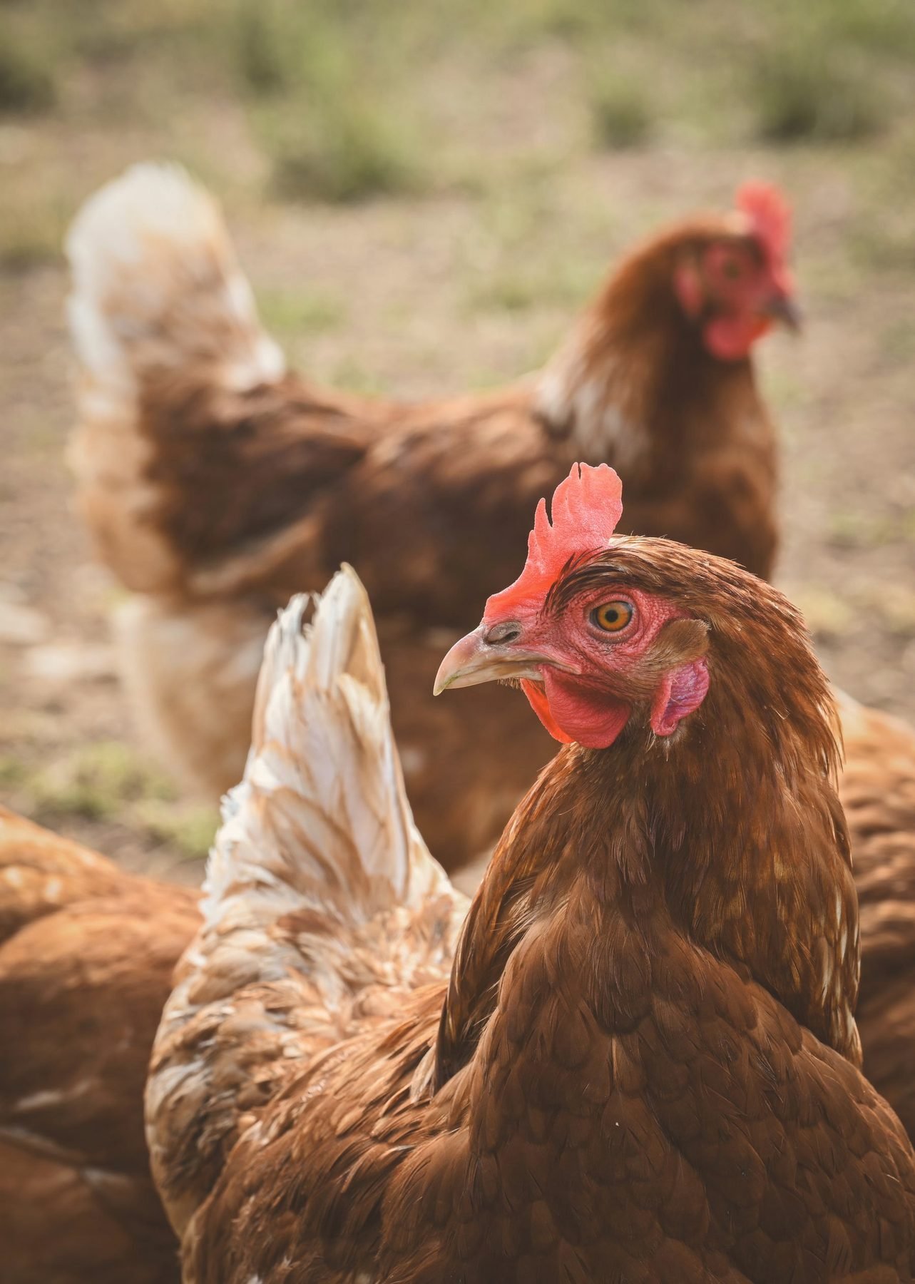 Free-range hens pecking in a farmyard.