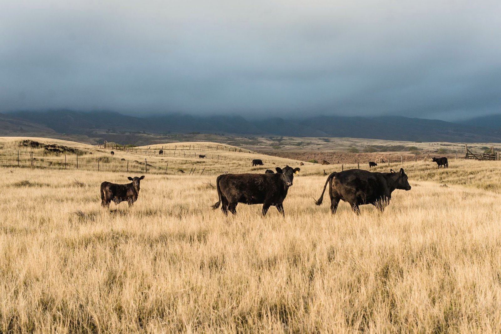 Black cattle grazing open range under a dark storm sky.