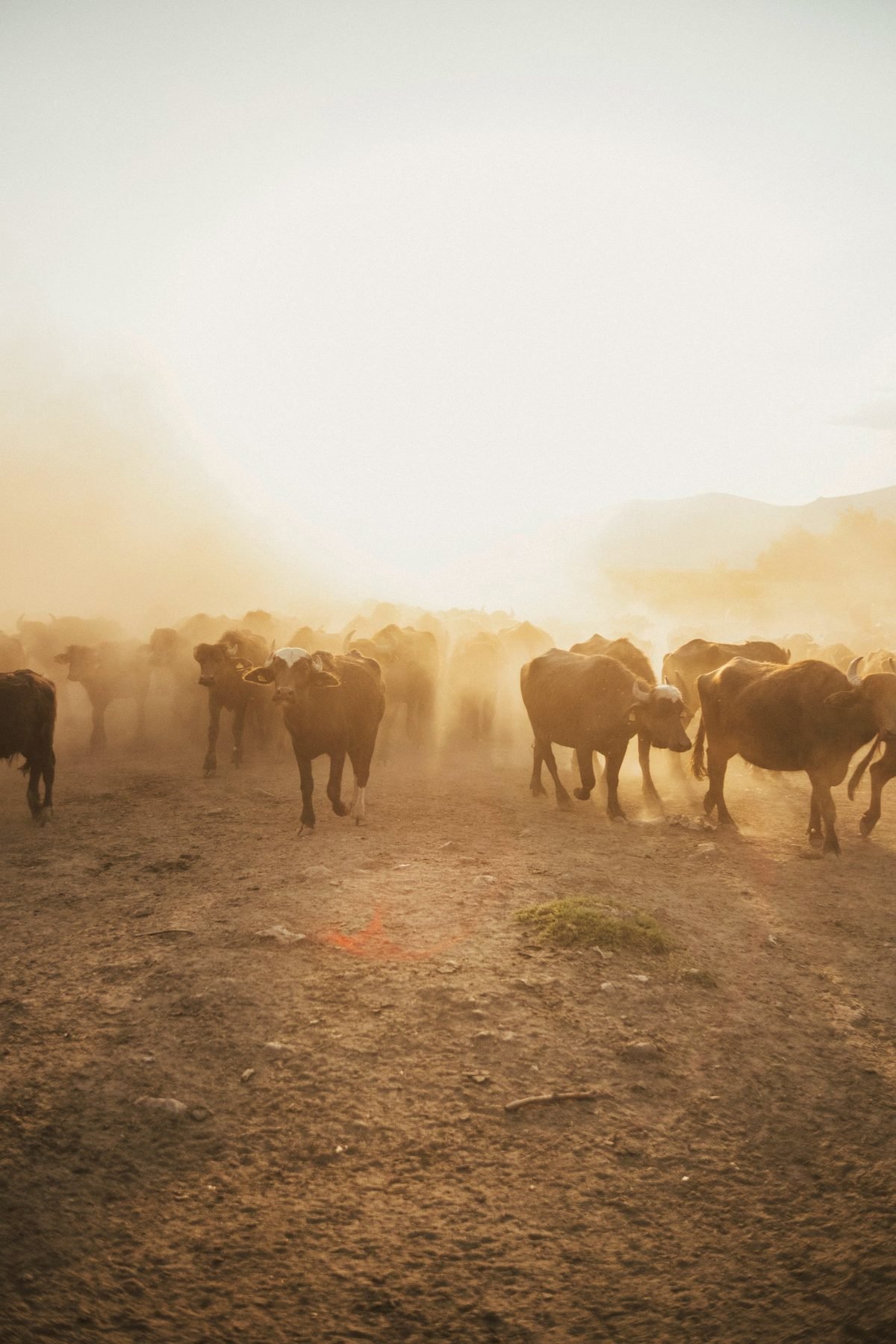 A herd of cattle moving through rising dust.
