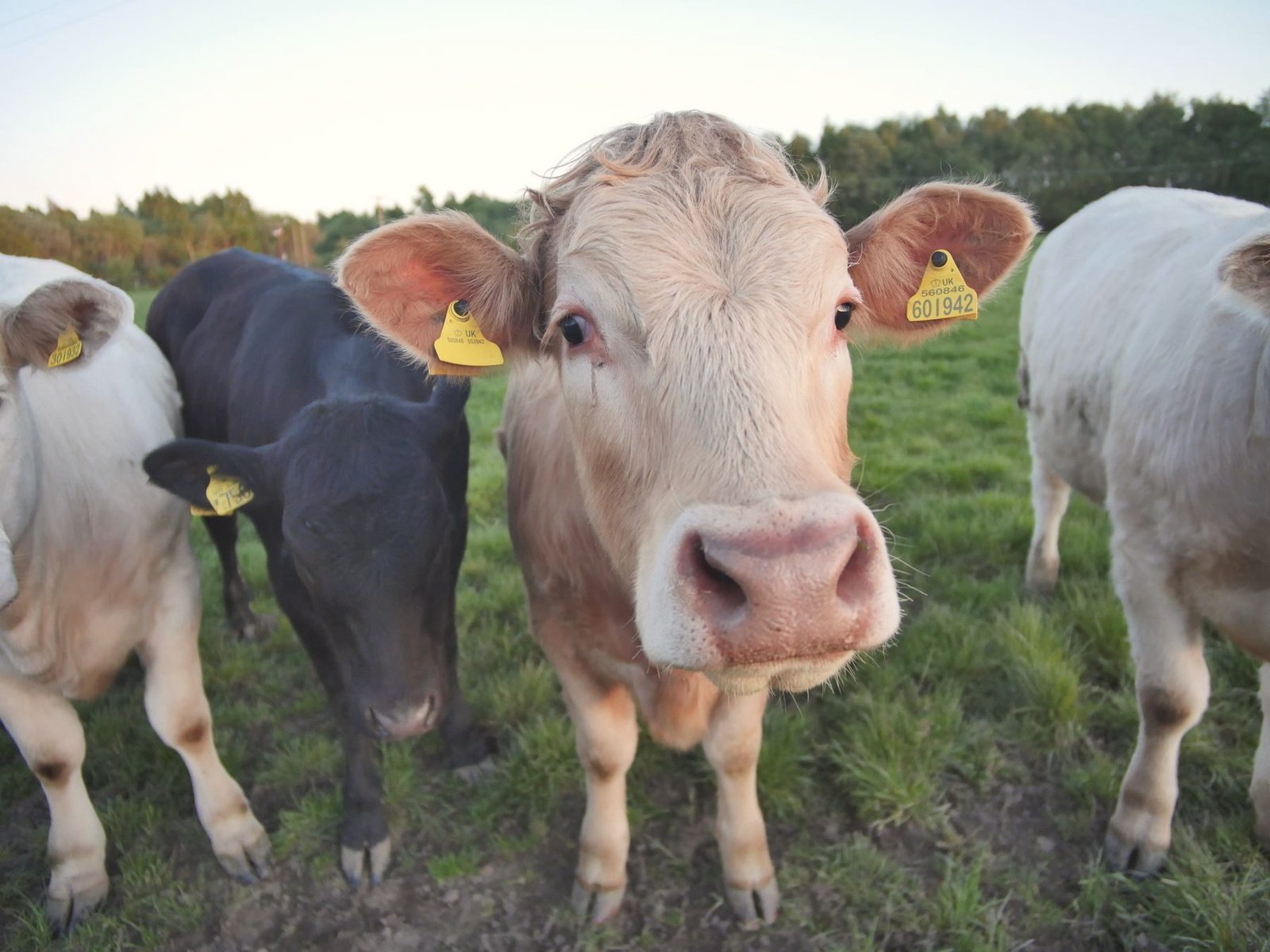 Tagged cattle looking toward the camera at a fence.
