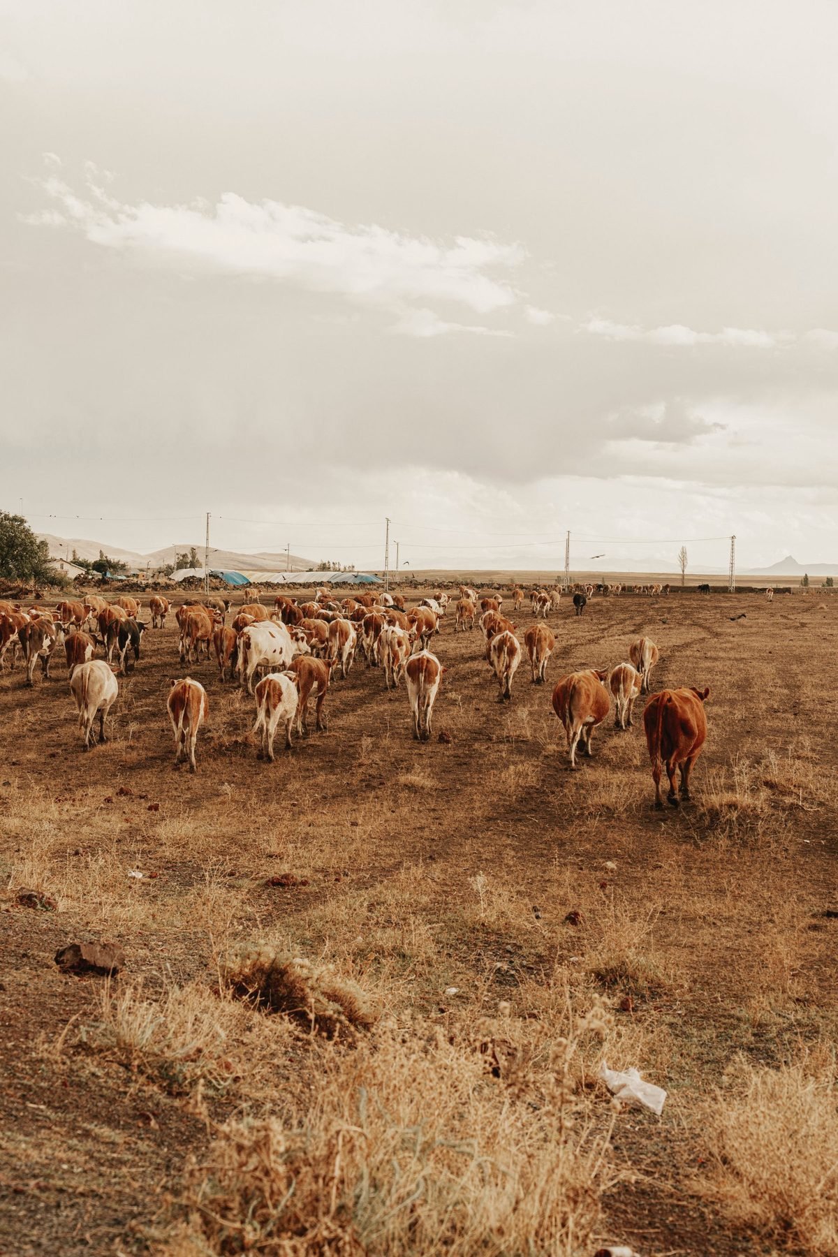 Cattle scattered across wide open rangeland.
