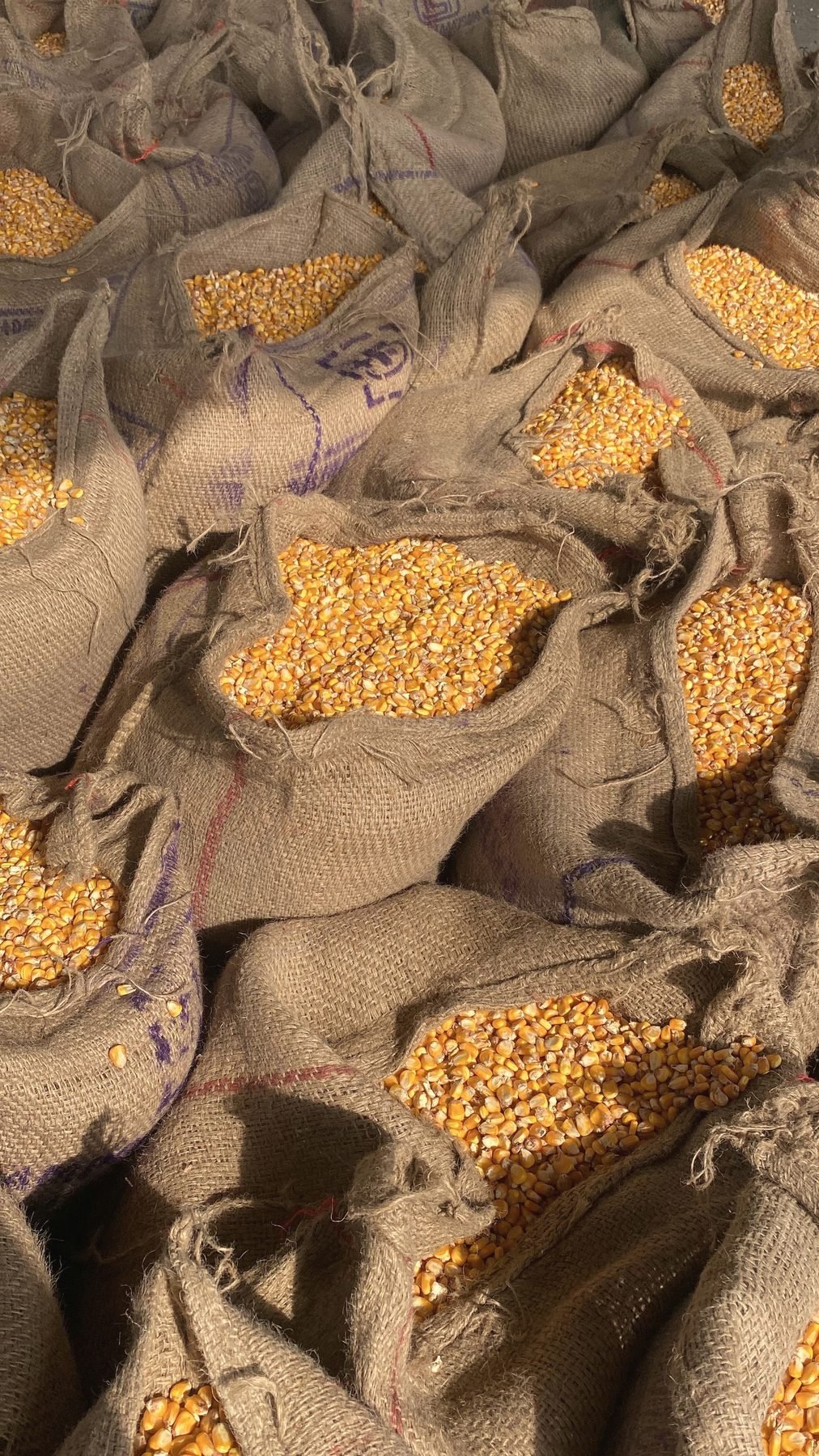 Shelled corn spilling from open burlap sacks.