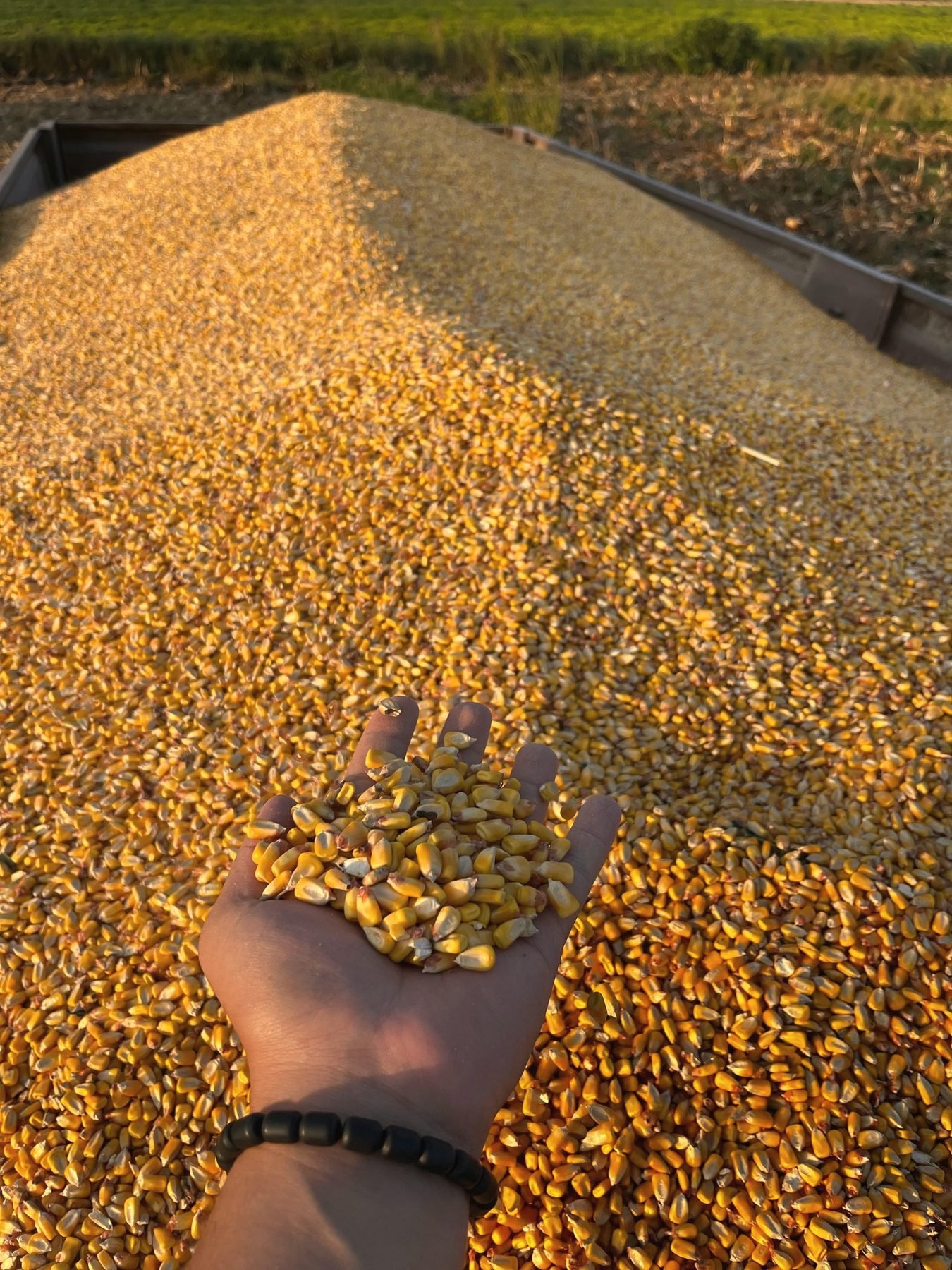 A hand running through a tall pile of shelled corn.