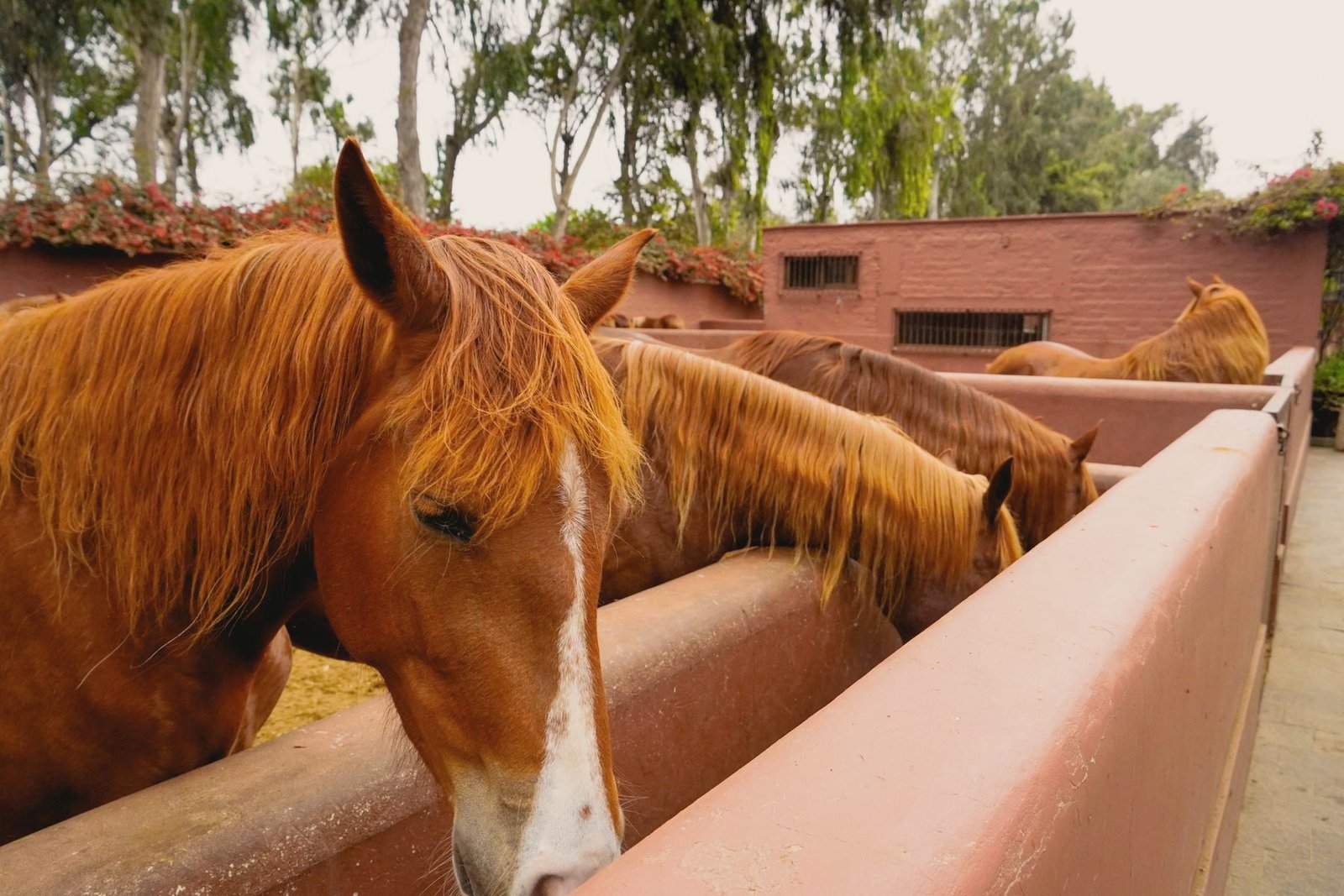 A chestnut horse eating from a feed trough.